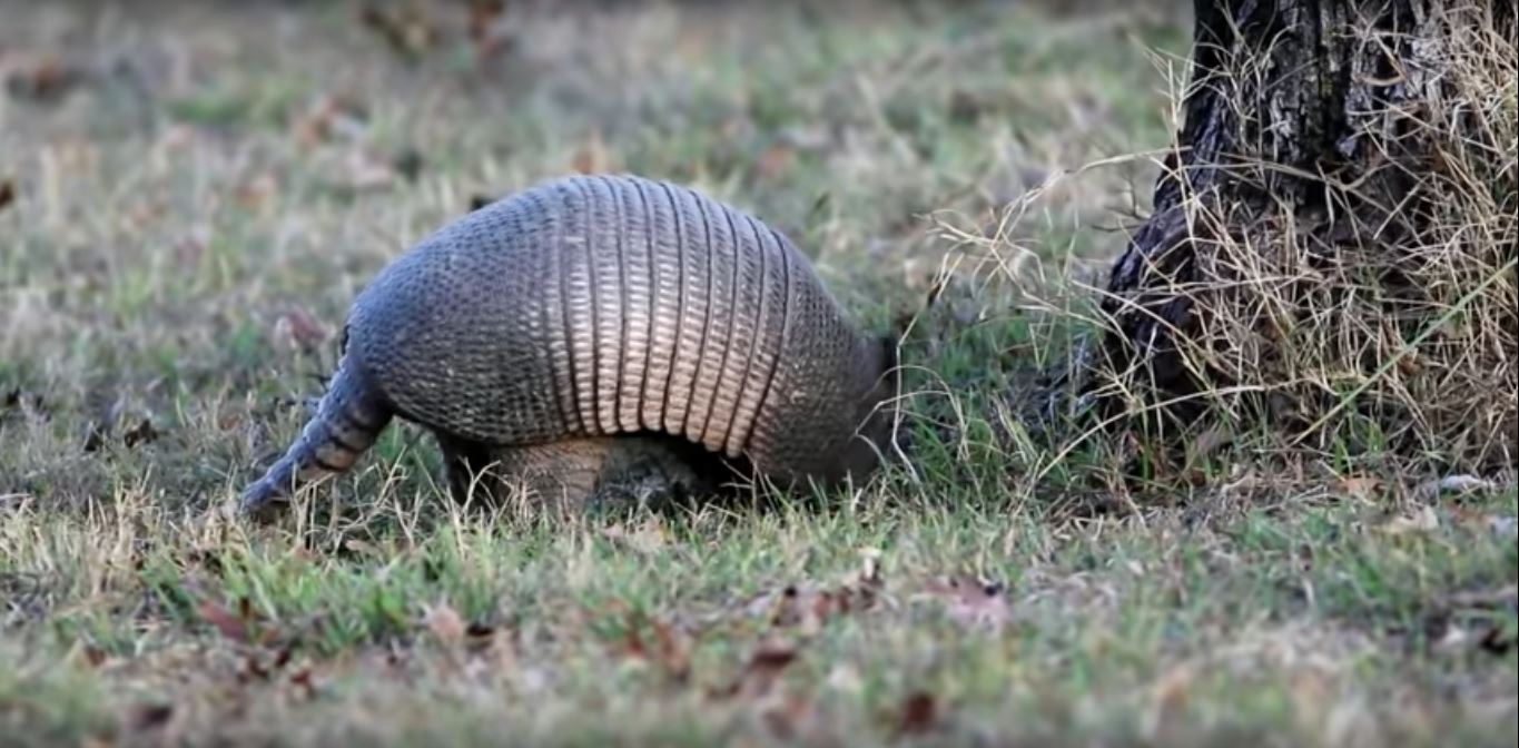 Are Armadillos Dangerous To Pets,Types Of Woodpeckers In Ohio